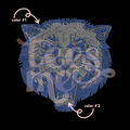 Bearcat Mascot SPANGLE TRANSFER